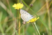 Hauhechel-Bläuling (Polyommatus icarus) im Naturschutzgebiet Kiesgrube Meschenich