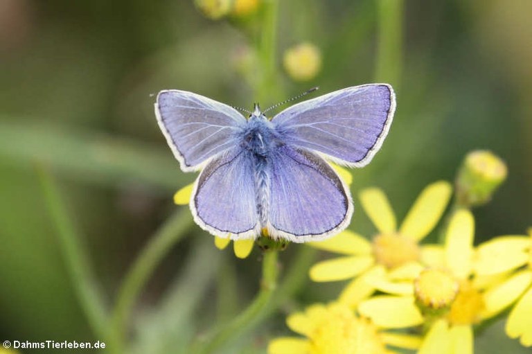 Polyommatus icarus