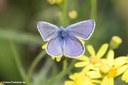 Polyommatus icarus