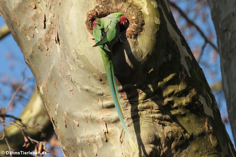 Alexandersittich Psittacula eupatria-2