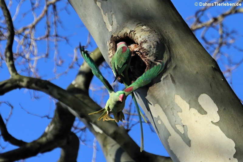 Alexandersittiche Psittacula eupatria-3