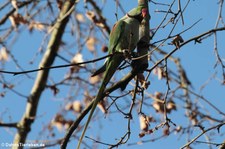 Großer Alexandersittich (Psittacula eupatria) in Köln