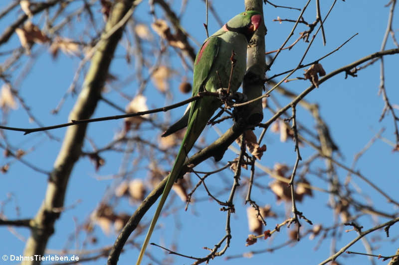 Psittacula eupatria