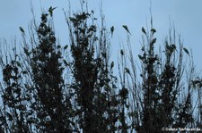 Schlafbaum der Halsbandsittiche (Psittacula krameri) in Köln