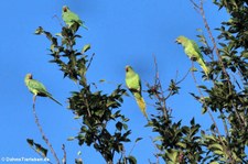 Halsbandsittiche (Psittacula krameri) in Köln