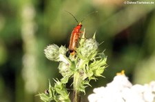 Roter Weichkäfer (Rhagonycha fulva) im Naturschutzgebiet Kiesgrube Meschenich