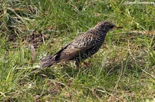 Star (Sturnus vulgaris vulgaris) im Kölner Süden