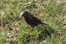 Star (Sturnus vulgaris vulgaris) im Kölner Süden