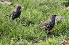 Stare (Sturnus vulgaris vulgaris) im Kölner Süden