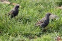 Sturnus vulgaris