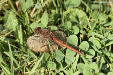 Sumpf-Heidelibelle (Sympetrum depressiusculum), aufgenommen im Kölner Süden