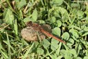 Sympetrum depressiusculum