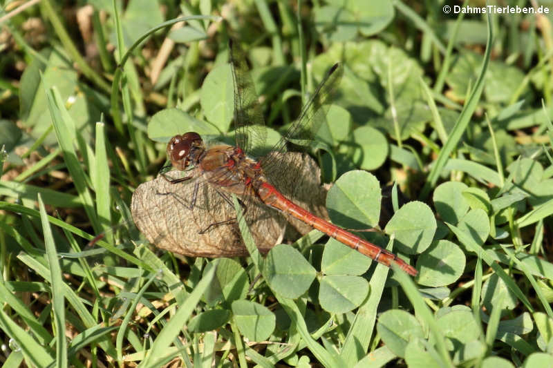 Sympetrum depressiusculum