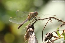 weibliche Große Heidelibelle (Sympetrum striolatum) aus dem Naturschutzgebiet Kiesgrube Meschenich