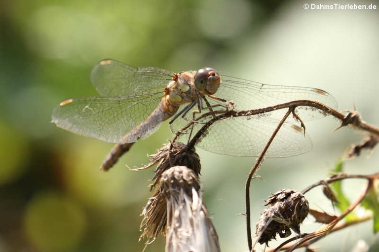 Sympetrum striolatum