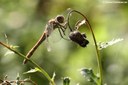 Sympetrum striolatum