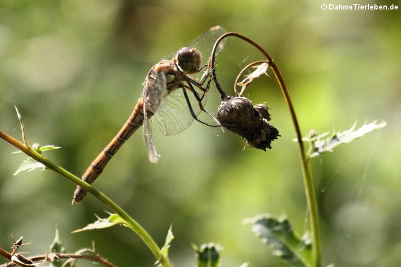 Sympetrum striolatum