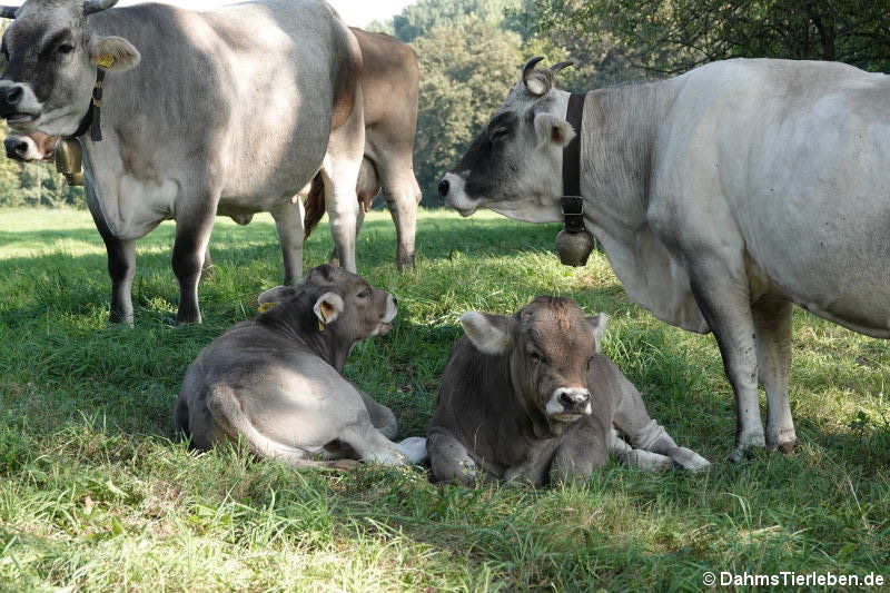 Tiroler Grauvieh-3