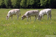 Tiroler Grauvieh in Köln-Weiss