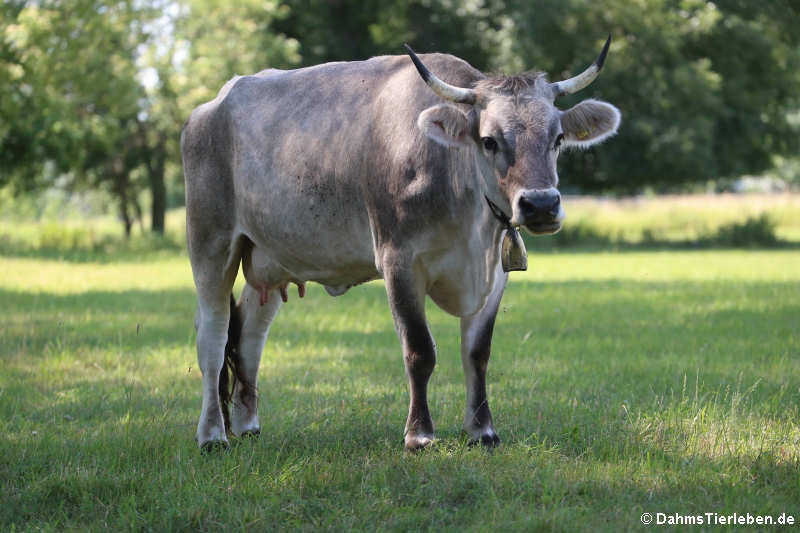 Tiroler Grauvieh-4