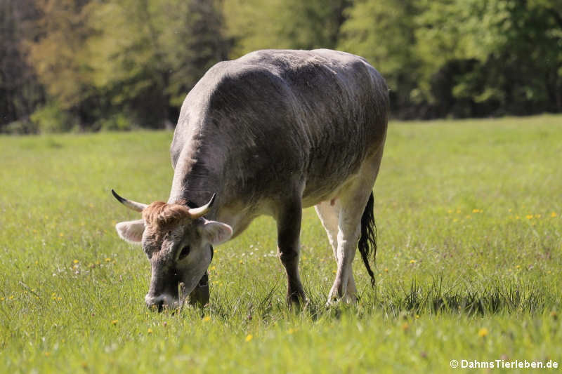 Tiroler Grauvieh-1