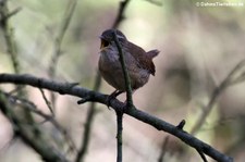 Zaunkönig (Troglodytes troglodytes troglodytes) im Naturschutzgebiet Kiesgrube Meschenich