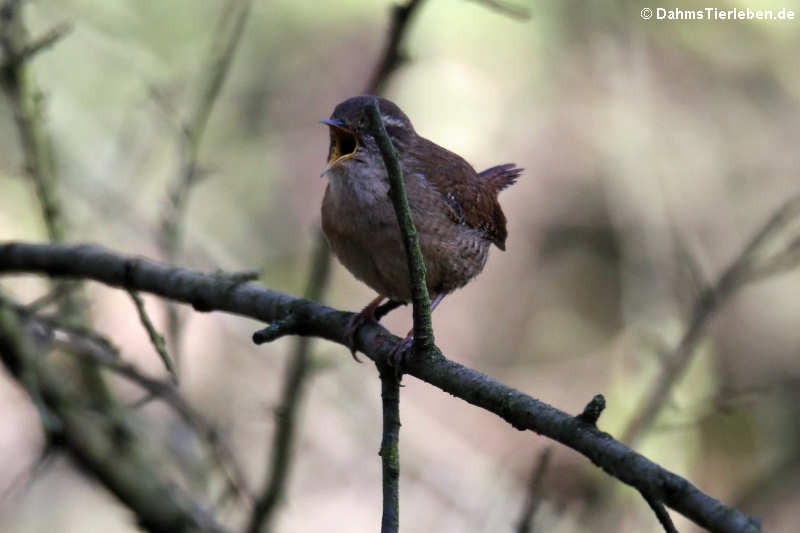 Troglodytes troglodytes troglodytes