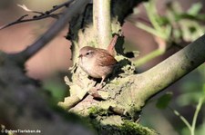 Zaunkönig (Troglodytes troglodytes troglodytes) im Naturschutzgebiet Kiesgrube Meschenich