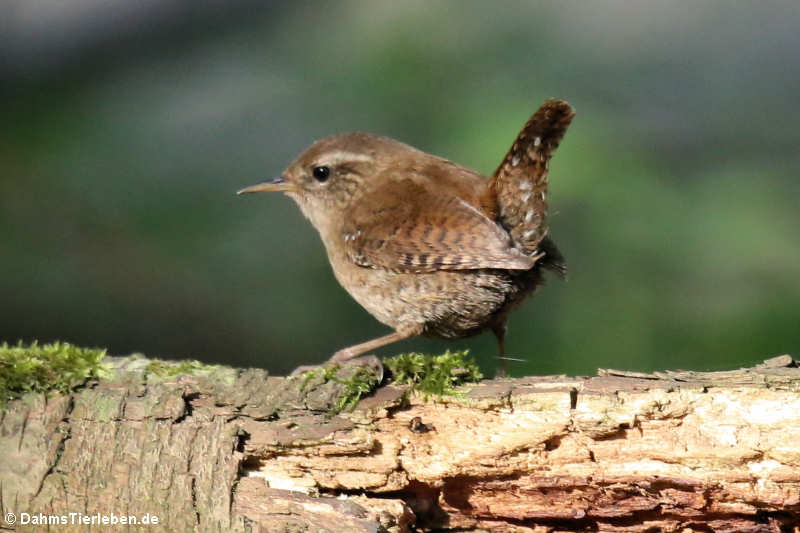 Troglodytes troglodytes troglodytes