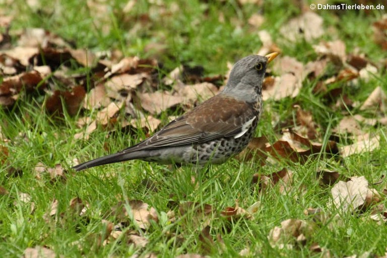 Turdus pilaris