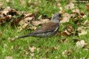 Turdus pilaris