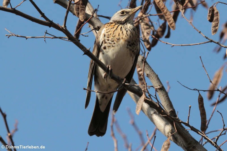 Turdus pilaris