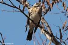 Wacholderdrossel (Turdus pilaris) im Kölner Süden