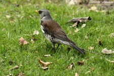 Wacholderdrossel (Turdus pilaris) im Kölner Süden