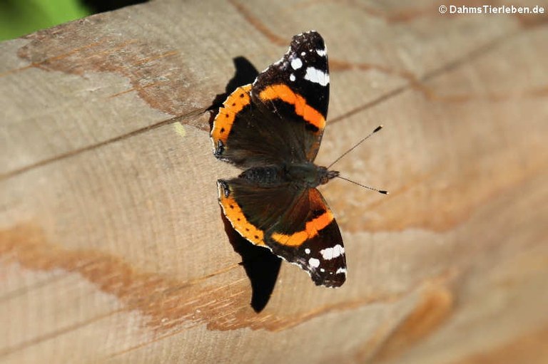 Vanessa atalanta atalanta