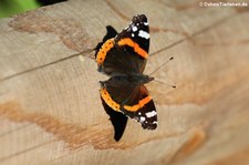 Admiral (Vanessa atalanta atalanta) im Naturschutzgebiet Kiesgrube Meschenich