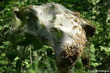 Raupen der Traubenkirschen-Gespinstmotte (Yponomeuta evonymella) in Köln-Höningen