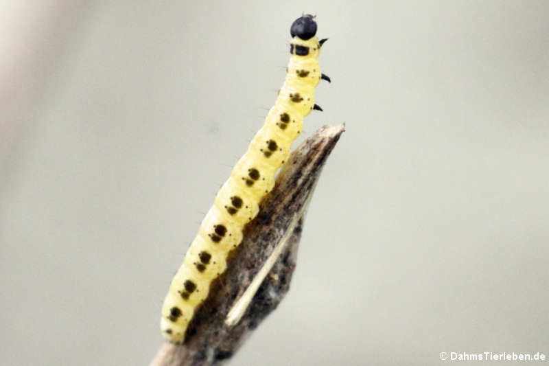 Yponomeuta evonymella