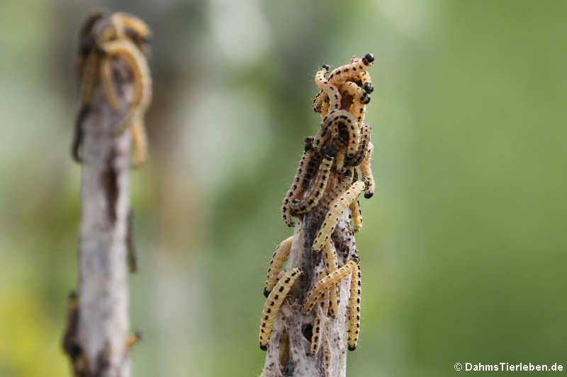 Yponomeuta evonymella-4