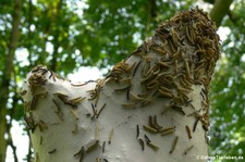 Raupen der Traubenkirschen-Gespinstmotte (Yponomeuta evonymella) in Köln-Höningen