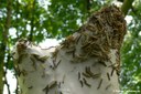 Yponomeuta evonymella