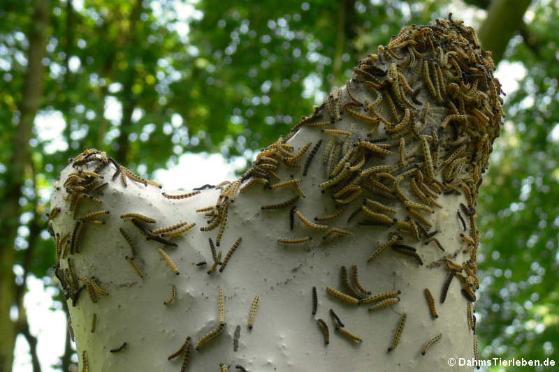 Yponomeuta evonymella-1