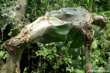 Raupen der Traubenkirschen-Gespinstmotte (Yponomeuta evonymella) in Köln-Höningen