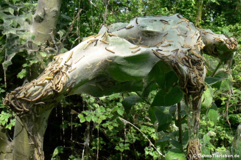 Yponomeuta evonymella