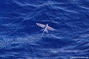 Cheilopogon spilopterus
