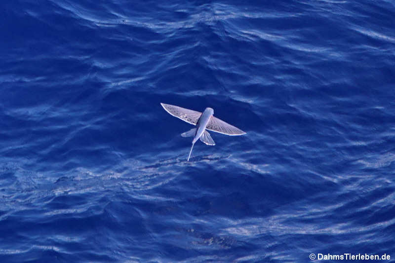 Cheilopogon spilopterus