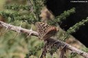 Argynnis pandora