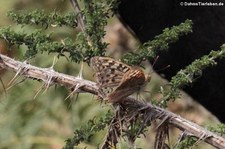 Kardinal (Argynnis pandora) auf La Gomera