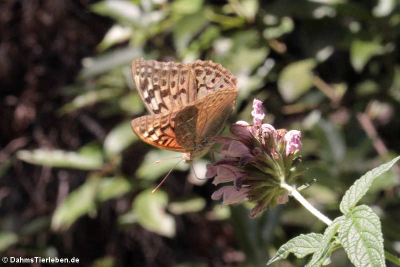 Argynnis pandora