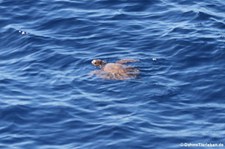 Unechte Karettschildkröte (Caretta caretta) nahe La Gomera